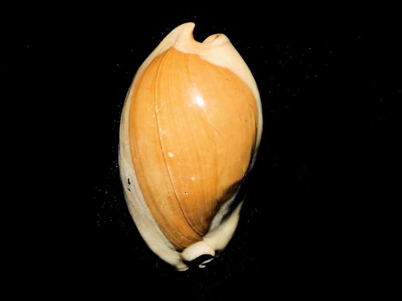 Akleistostoma juliagardnerae 2 3/8”" LOVELY DWARF"#800098 Akleistostoma juliagardnerae 2 3/8”" LOVELY DWARF"#800098