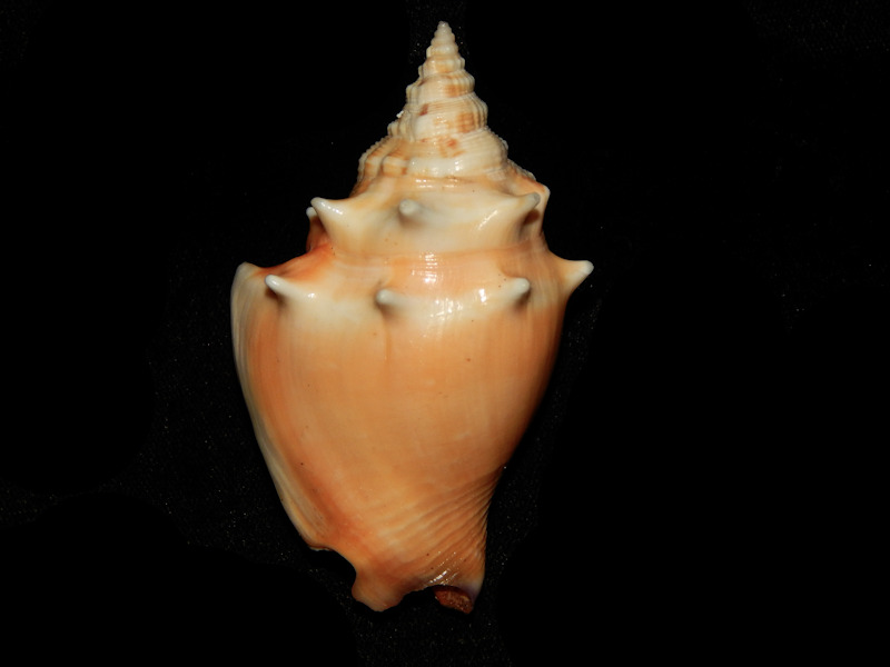 Strombus pugilis 2 7/8” or 74.39mm. w/o-Dwarfed-Lot#15486 Strombus pugilis 2 7/8” or 74.39mm. w/o-Dwarfed-Lot#15486