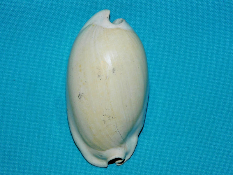 Akleistostoma williamdalli 2 3/4” or 69.38mm."Superb"#400107 Akleistostoma williamdalli 2 3/4” or 69.38mm."Superb"#400107