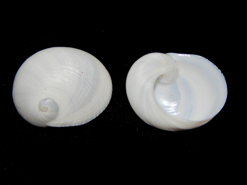 Sinum perspectivum (2) 29.39mm & 29.93mm-Sanibel Lot#16353 Sinum perspectivum (2) 29.39mm & 29.93mm-Sanibel Lot#16353