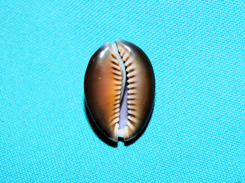 Monetaria caputdraconis 27.97mm."Easter Island" #700355