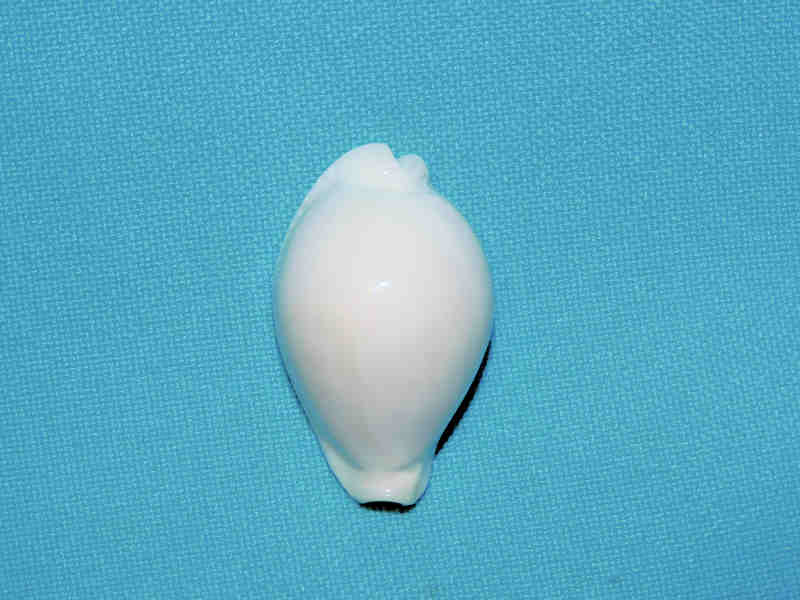 Naria eburnea eburnea 1 ½” or 35.33mm."Uncommon Fiji" LOT#901266JB (image for) Naria eburnea eburnea 1 ½” or 35.33mm."Uncommon Fiji" LOT#901266JB