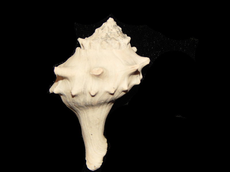 Echinofulgur echinatum 2 1/4” -Brantley Pit(Defunct)-Lot#14793 Echinofulgur echinatum 2 1/4” -Brantley Pit(Defunct)-Lot#14793