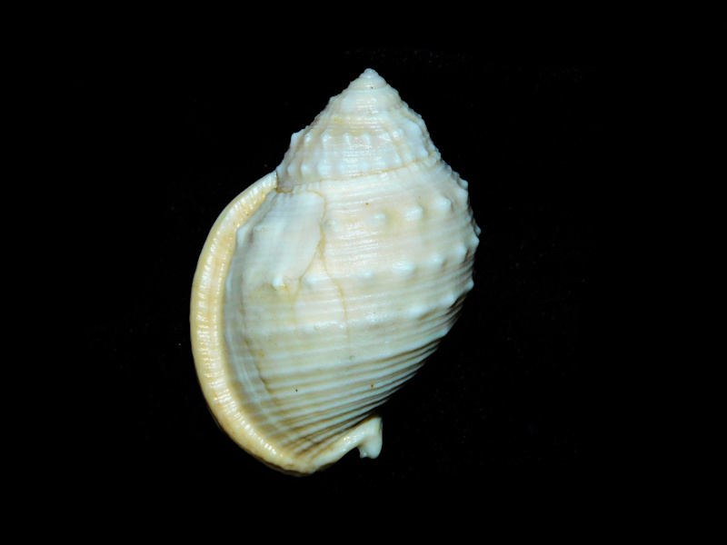 Echinophoria bituberculosa 1 7/8” or 48.42mm."Somalia"#700367 Echinophoria bituberculosa 1 7/8” or 48.42mm."Somalia"#700367