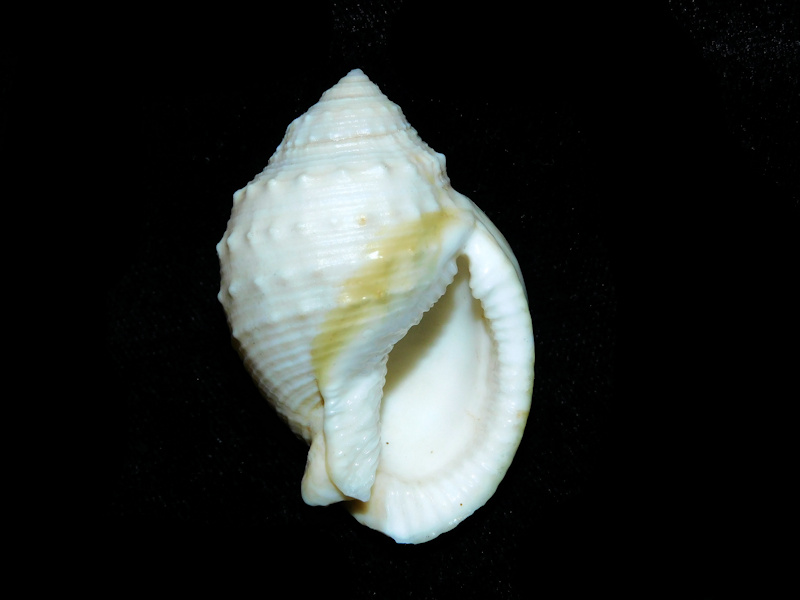 Echinophoria bituberculosa 1 7/8” or 48.42mm."Somalia"#700367