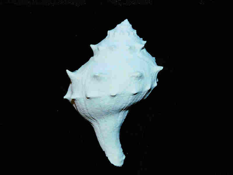 Echinofulgur palmbeachiensis 2.562” or 65.08mm."Brantley Pit" Lot#17938 (image for) Echinofulgur palmbeachiensis 2.562” or 65.08mm."Brantley Pit" Lot#17938