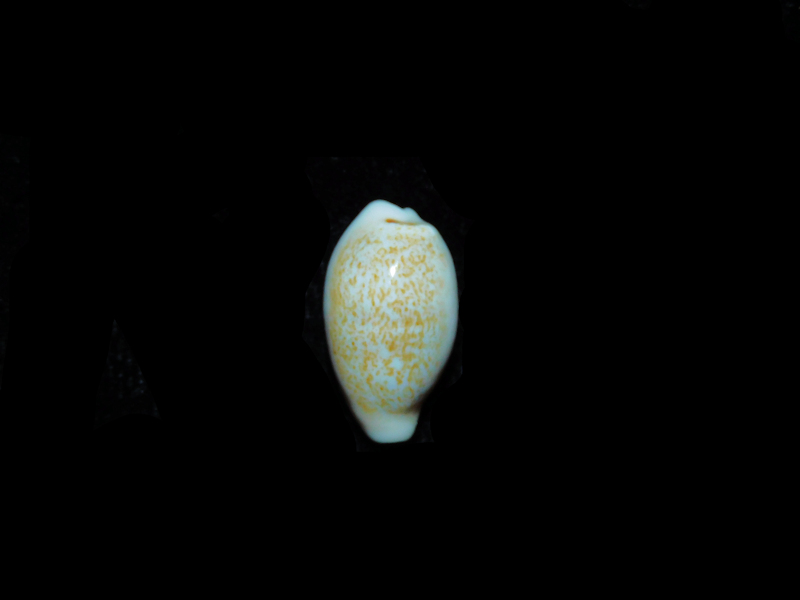 Eclogavena luchuana 17.60mm."Japanese Beauty" #700778