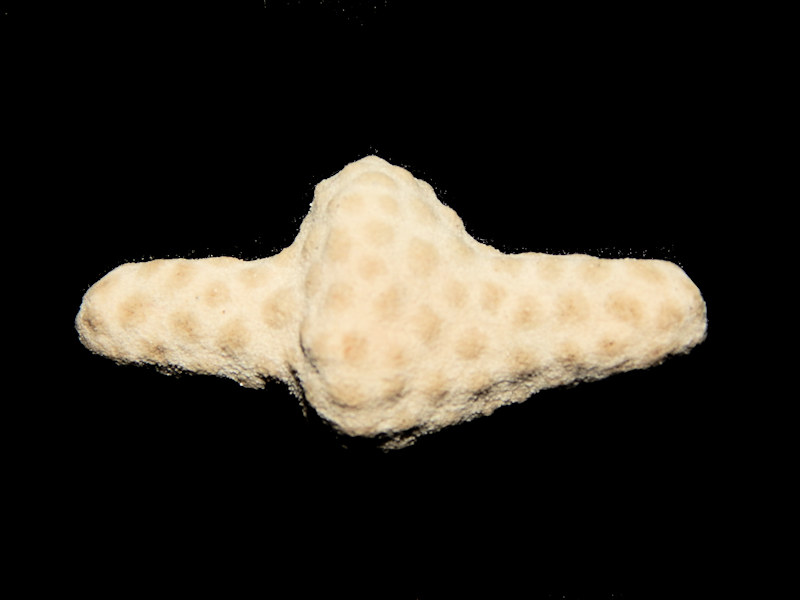 Hippoporidra edax 2” or 49.61mm.-Dry Tortugas-Lot#15936 Hippoporidra edax 2” or 49.61mm.-Dry Tortugas-Lot#15936