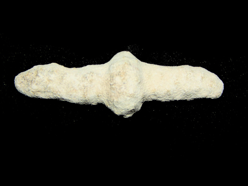 Hippoporidra edax 2 1/4" or 56.11mm.-Fossil Brantley -Lot#16470 Hippoporidra edax 2 1/4" or 56.11mm.-Fossil Brantley -Lot#16470