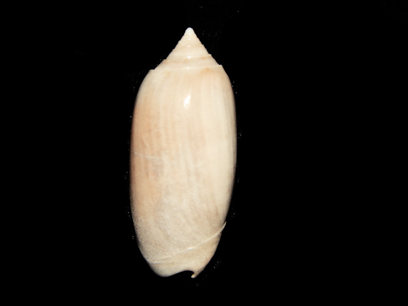 Oliva edwardsae 1 1/2"-Belle Glade-Lot#15890 Oliva edwardsae 1 1/2"-Belle Glade-Lot#15890