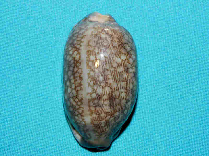 Mauritia eglantina 2” or 51.32mm. Vitu Levu, Fiji#17025 Mauritia eglantina 2” or 51.32mm. Vitu Levu, Fiji#17025