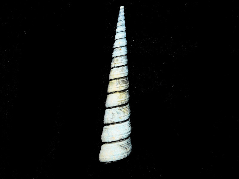 Eichwaldiella magnasulculus 3 5/8” or 88.83mm. "Pinecrest" 17298