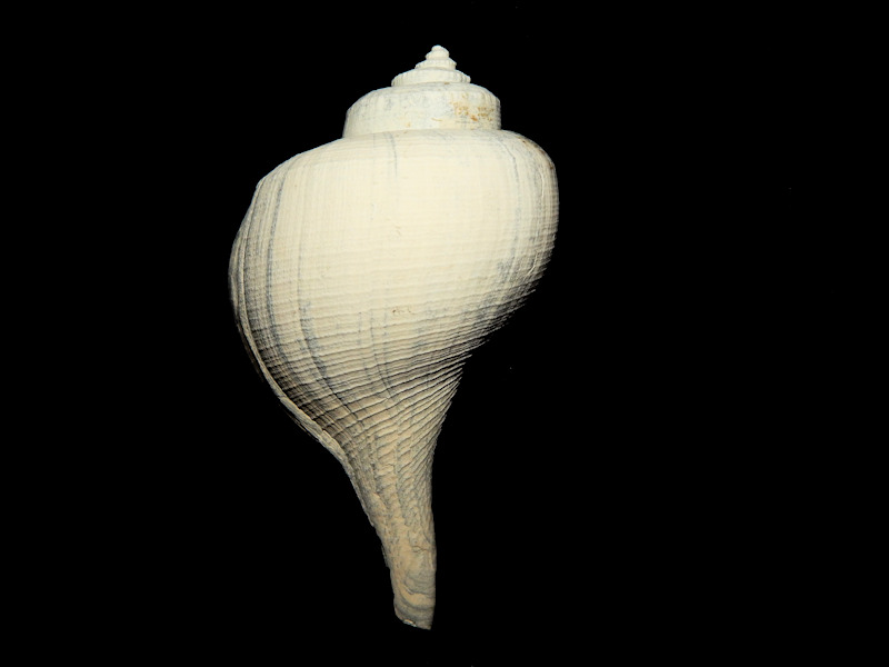 Pyruella eismonti 4 3/4" or 121.01mm.-Palm Beach-Lot#16024 Pyruella eismonti 4 3/4" or 121.01mm.-Palm Beach-Lot#16024