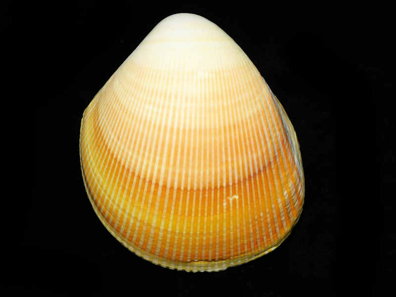 Laevicardium elatum 5 1/8" or 129.50 mm."Beautiful" #700459