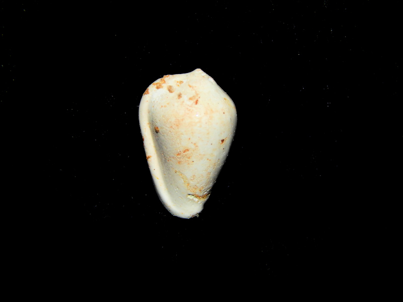 Prunum eleutheria 15.28mm-Ultra-Rare Chipola Formation Lot#16771 Prunum eleutheria 15.28mm-Ultra-Rare Chipola Formation Lot#16771