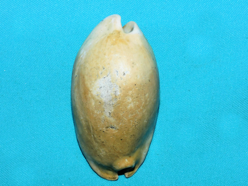 Akleistostoma floridana 3” or 75.92mm.Unusual Variant#400030