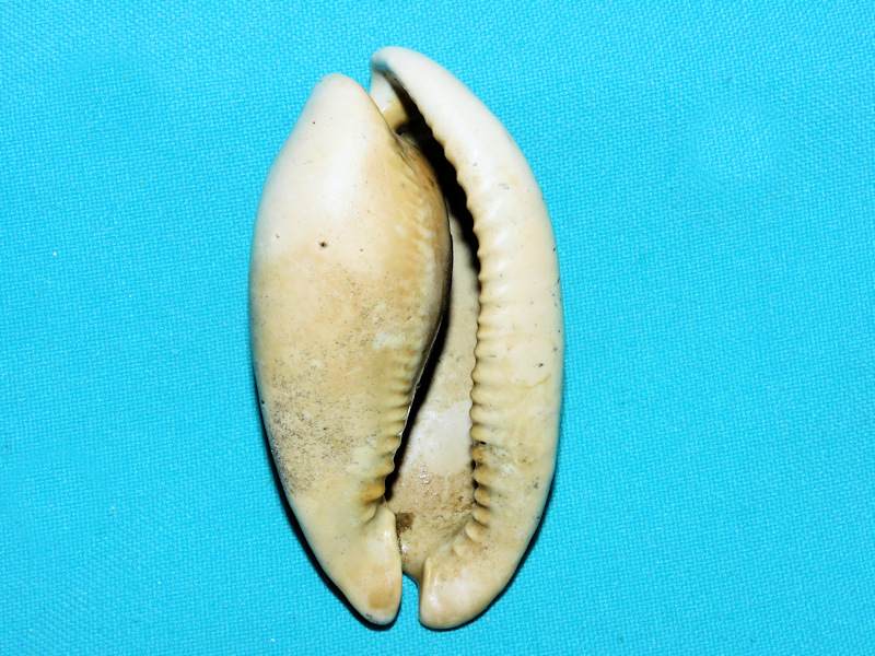 Akleistostoma floridana 3” or 75.92mm.Unusual Variant#400030