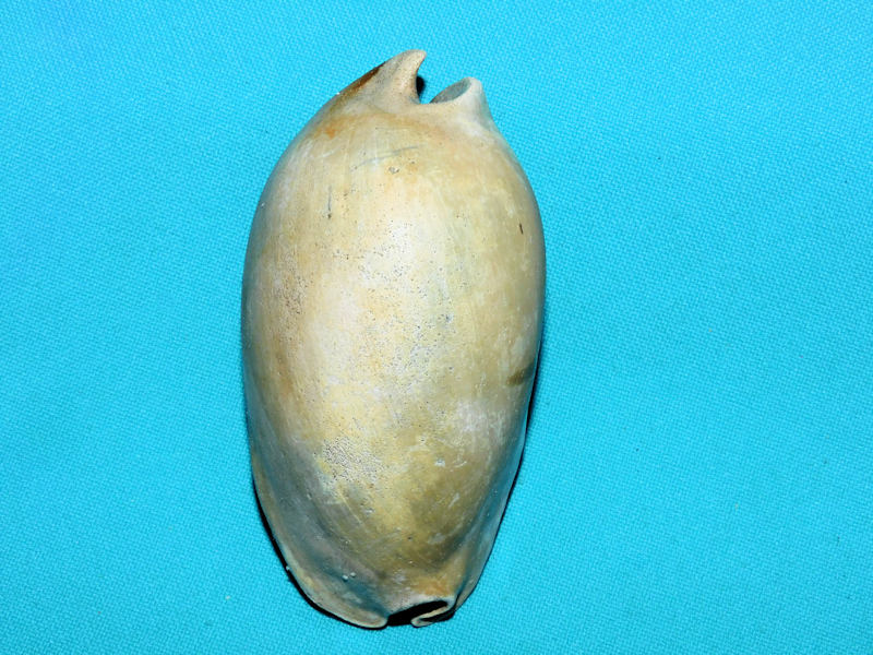Akleistostoma olssoni 3 3/8” or 84.15mm."Large"#800066 Akleistostoma olssoni 3 3/8” or 84.15mm."Large"#800066