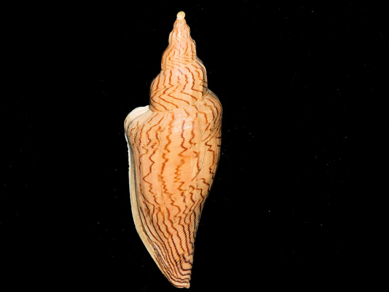 Fulgoraria ericarum 8 ¼” or 208.90mm. ""Giant Clean" #700785 Fulgoraria ericarum 8 ¼” or 208.90mm. ""Giant Clean" #700785