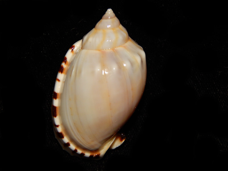 Casmaria erinaceus 1 5/8”-West Australia-Lot#13015 Casmaria erinaceus 1 5/8”-West Australia-Lot#13015