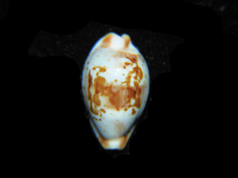 Bistolida erythraeensis 18.14mm "True Beauty" LOT#901293JB (image for) Bistolida erythraeensis 18.14mm "True Beauty" LOT#901293JB