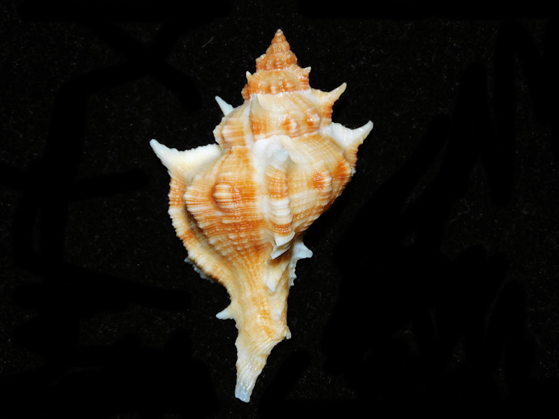 Siratus tenuivaricosus 2 1/2” or 61.14mm. w/o."Brazil"#700531 Siratus tenuivaricosus 2 1/2” or 61.14mm. w/o."Brazil"#700531