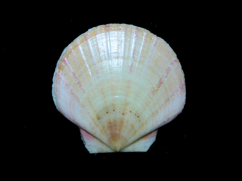 Euvola laurenti 2 1/8” or 52.38mm."Shrimpers"#17144 Euvola laurenti 2 1/8” or 52.38mm."Shrimpers"#17144
