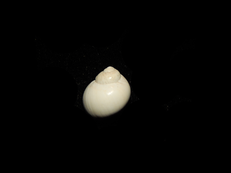 Euspira perspectiva 12.40mm.-Yorktown Formation-Lot#14547 Euspira perspectiva 12.40mm.-Yorktown Formation-Lot#14547
