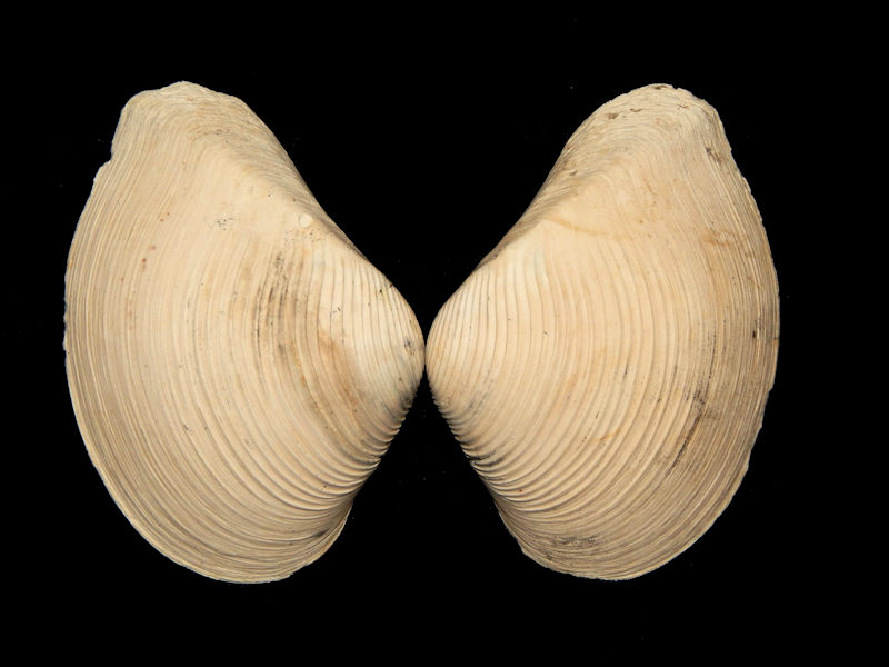 Eucrassatella speciosa 3 1/8”-Giant SMR-Lot#14294 Eucrassatella speciosa 3 1/8”-Giant SMR-Lot#14294