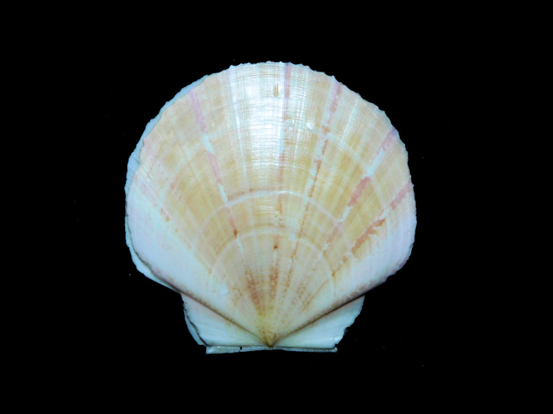 Euvola laurenti 1 3/4" or 43.28mm. "Dry Tortugas"#17267 Euvola laurenti 1 3/4" or 43.28mm. "Dry Tortugas"#17267