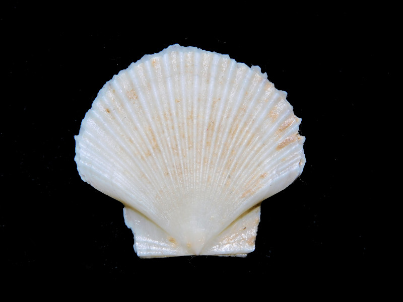 Euvola hemicyclicus 1 3/8” or 32.78mm.Ultra-Rare#16892 Euvola hemicyclicus 1 3/8” or 32.78mm.Ultra-Rare#16892