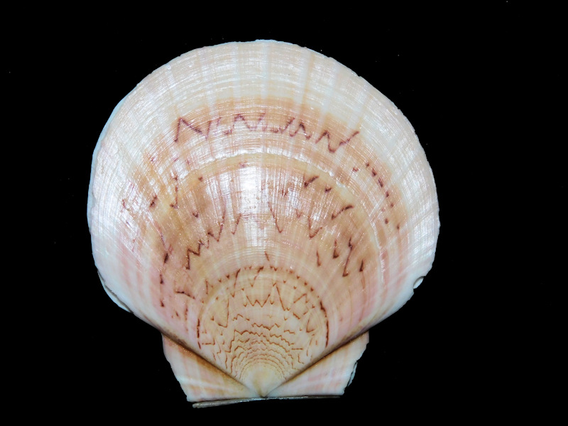 Euvola laurenti 2 1/2" or 61.30mm."Gorgeous"#17268 Euvola laurenti 2 1/2" or 61.30mm."Gorgeous"#17268