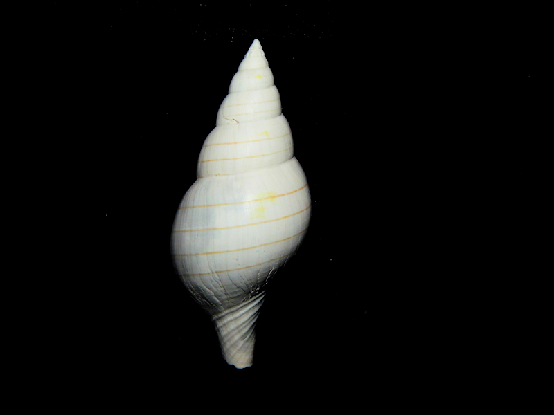 Cinctura (Fasciolaria) evergladesensis 2 3/4”-Garner-Lot#16630 Cinctura (Fasciolaria) evergladesensis 2 3/4”-Garner-Lot#16630