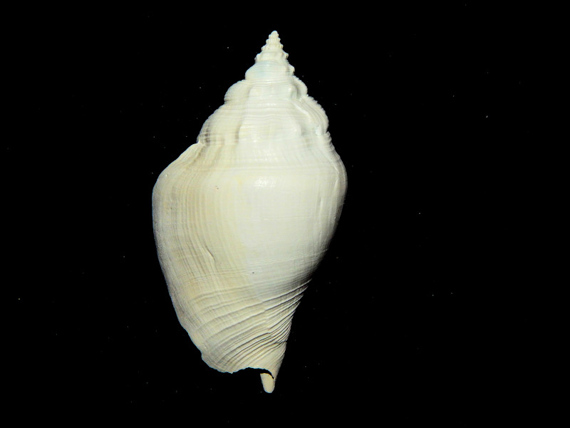 Strombus evergladesensis 4 1/8”-Giant from Bonita-Lot#16729 - Click Image to Close