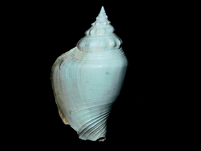 Strombus evergladesensis 3 5/8” or 88.30mm."Superb"#17399 Strombus evergladesensis 3 5/8” or 88.30mm."Superb"#17399