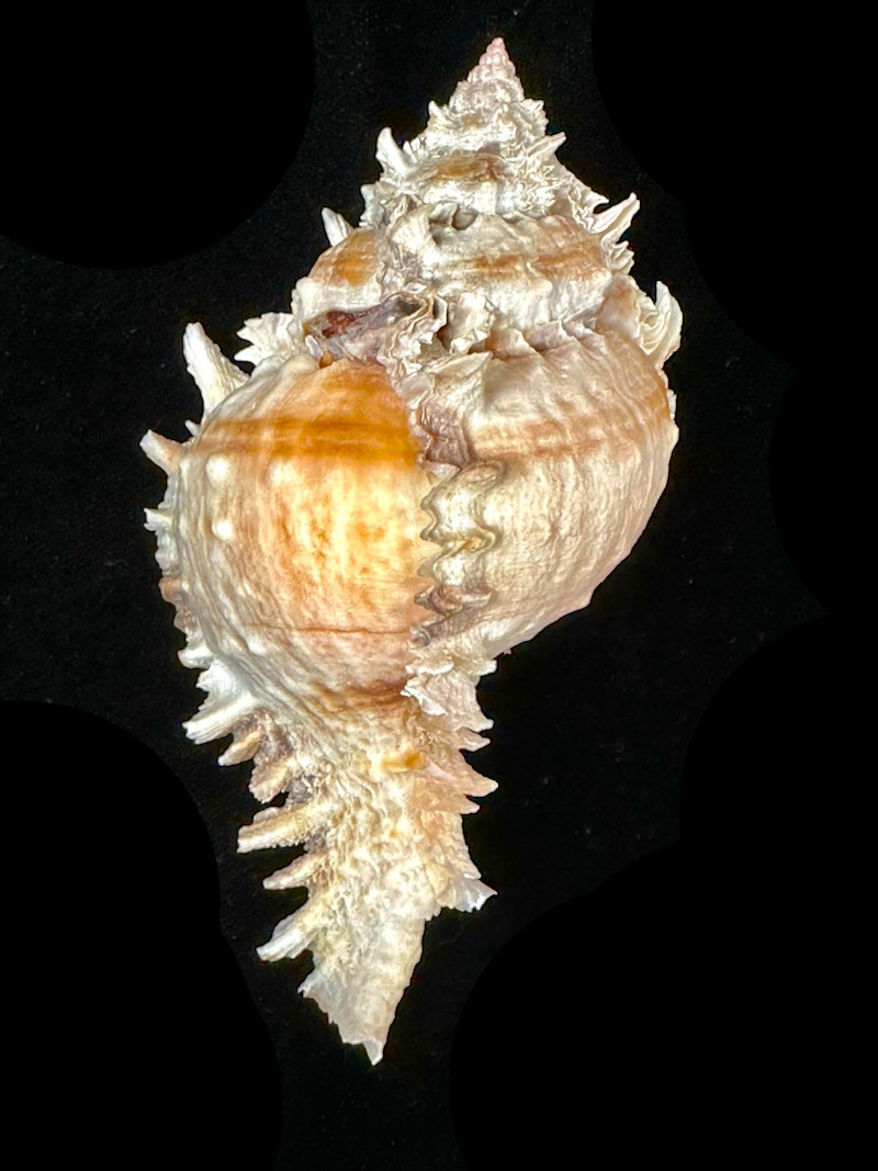 Phyllonotus eversoni 116mm.w/o-No PayPal or Credit Cards #700789 Phyllonotus eversoni 116mm.w/o-No PayPal or Credit Cards #700789