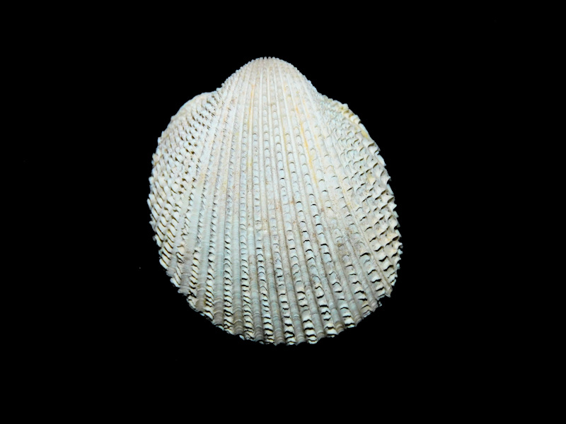 Trachycardium evergladesensis 1 5/8” or 39.03mm."Rare"#17051 Trachycardium evergladesensis 1 5/8” or 39.03mm."Rare"#17051