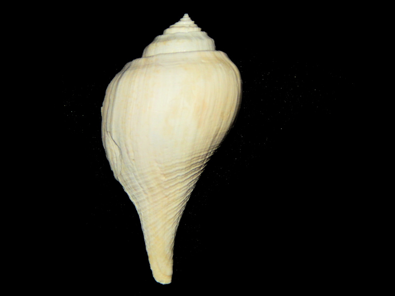 Fulguropsis excavatum 3” -Golden Gate Member-Lot#16261 Fulguropsis excavatum 3” -Golden Gate Member-Lot#16261