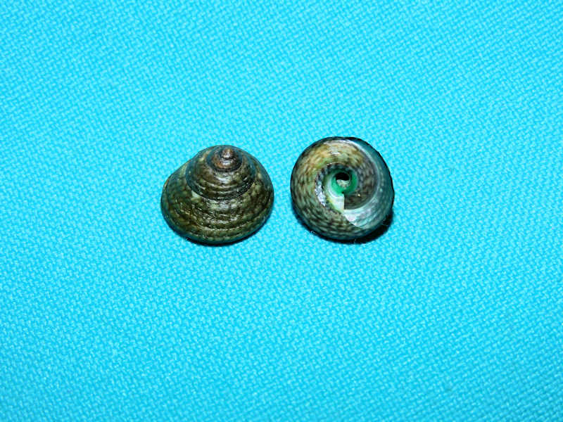 Tegula excavata 12.65mm & 11.92mm. Eleuthera-Lot#16851