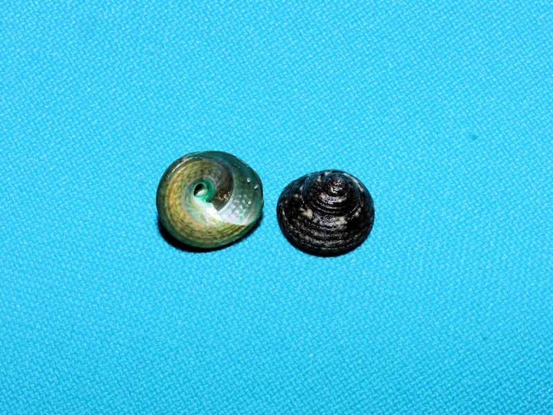 Tegula excavata 12.65mm & 11.92mm. Eleuthera-Lot#16851 - Click Image to Close