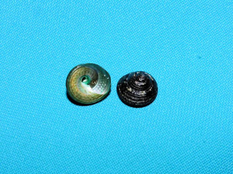 Tegula excavata 12.65mm & 11.92mm. Eleuthera-Lot#16851