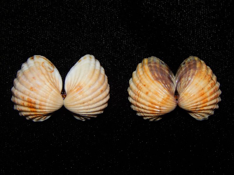 Parvicardium exiguum (2)-Portugal-Lot # 10124 Parvicardium exiguum (2)-Portugal-Lot # 10124