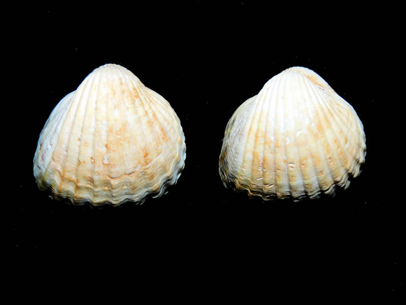Parvicardium exiguum 22.26mm & 21.35mm. Portugal #17275 Parvicardium exiguum 22.26mm & 21.35mm. Portugal #17275