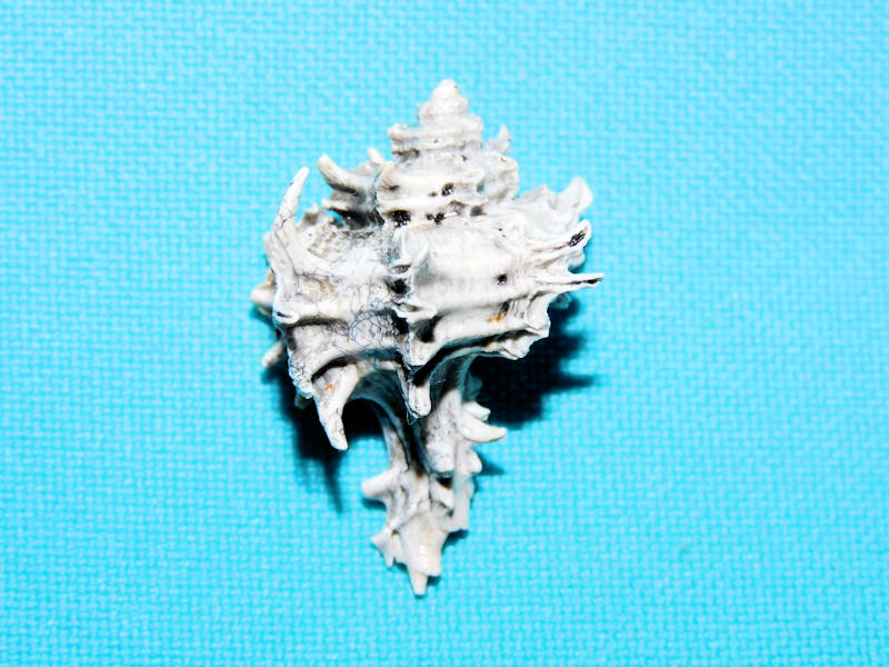 Favartia faceta 1 ¼” or 30.58mm. "Rare Fossil Murex" #700429 Favartia faceta 1 ¼” or 30.58mm. "Rare Fossil Murex" #700429