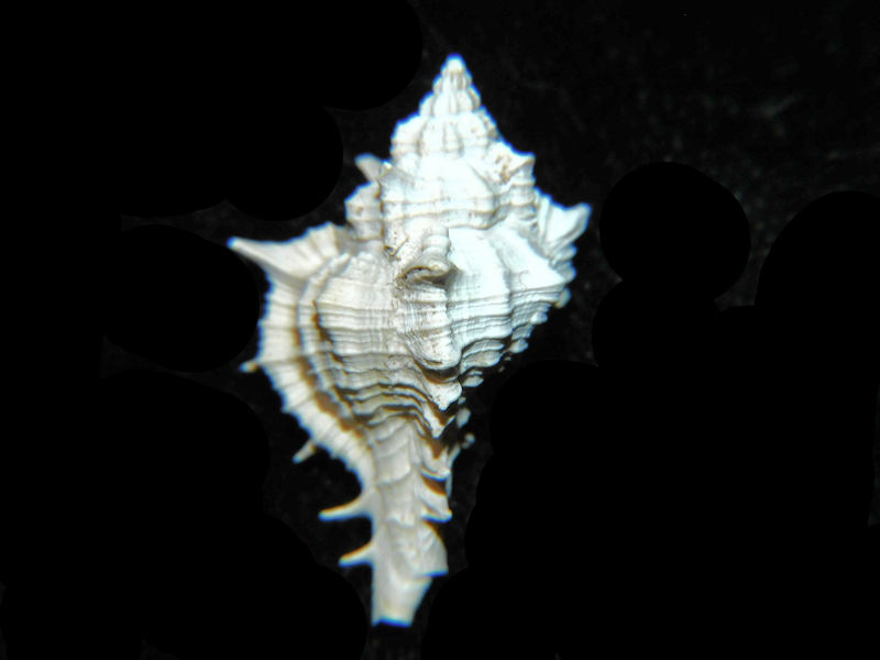 Siratus chipolanus 1” or 25.30mm."Chipola Formation" LOT#17998 (image for) Siratus chipolanus 1” or 25.30mm."Chipola Formation" LOT#17998