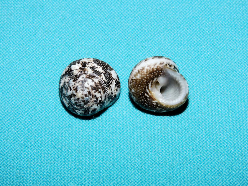 Tegula fasciata(2) 15.05mm & 14.90mm. Yucatan Lot#16816