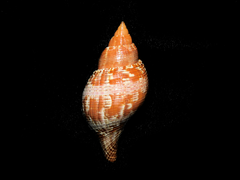 Fasciolaria tulipa 3 1/2" or 86.94mm w/o Red/Brown Lot#16798 Fasciolaria tulipa 3 1/2" or 86.94mm w/o Red/Brown Lot#16798