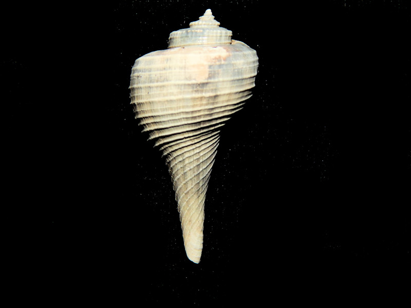 Pyruella federicoae 1 7/8"-Really Nice Specimen-Lot#16643 Pyruella federicoae 1 7/8"-Really Nice Specimen-Lot#16643
