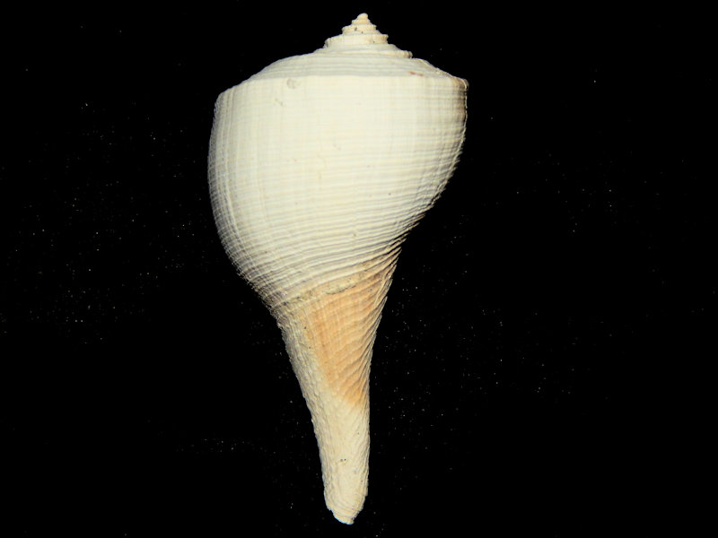 Fulguropsis feldmanni 2 5/8”-Quite Rare PBA-Lot#16701 Fulguropsis feldmanni 2 5/8”-Quite Rare PBA-Lot#16701