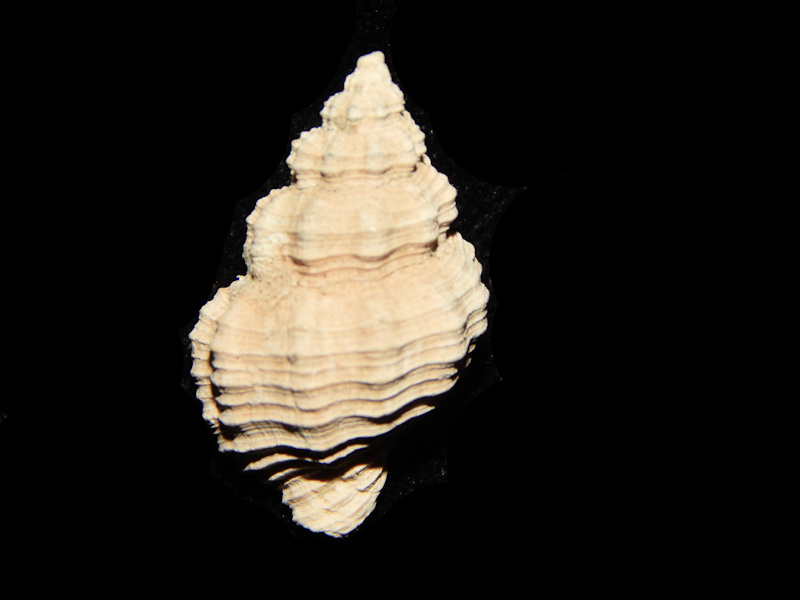 Hesperisternia filicata 22.01mm. -Yorktown Formation Lot#15648 - Click Image to Close